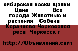 сибирская хаски щенки › Цена ­ 10 000 - Все города Животные и растения » Собаки   . Карачаево-Черкесская респ.,Черкесск г.